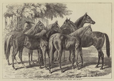 Groupe de yearlings à la vente de M. Blenkiron, Middle Park, Eltham, Kent - Samuel John Carter